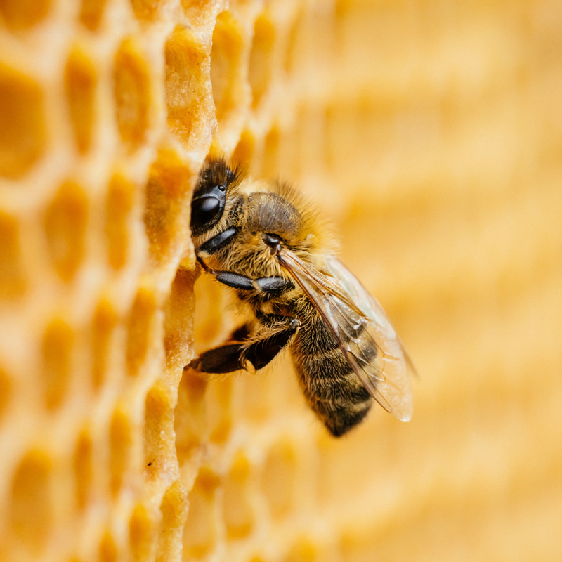 Hunter's Honey at OAK | Local Honey in Oklahoma City